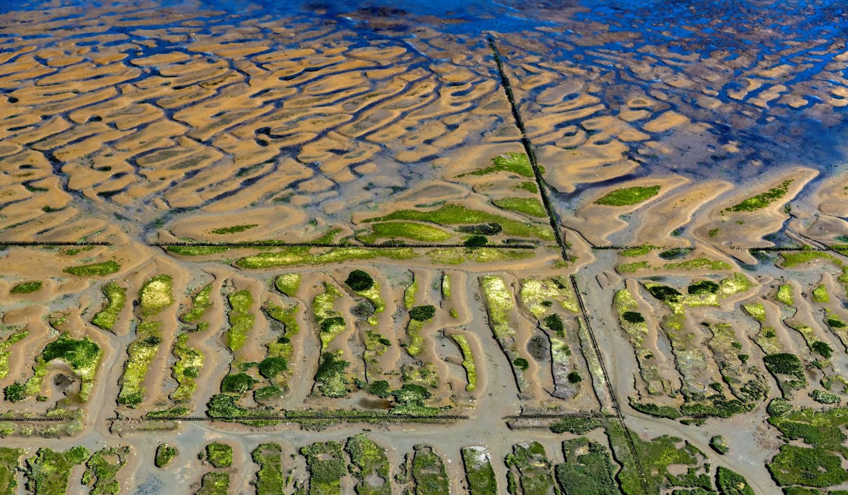 Langeoog saltmose luftfoto, © Martin Elsen