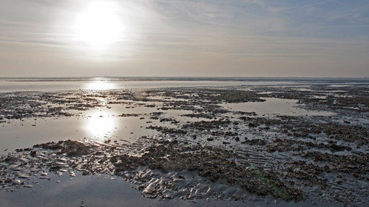 Nationalpark Vadehavet i Niedersachsen, © Nationalparkverwaltung Niedersächsisches Wattenmeer / Norbert Hecker