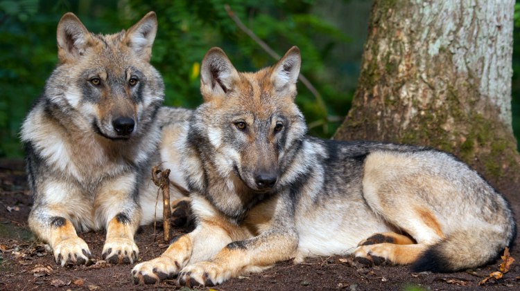 To ulve, © www.wolfcenter.de To ulve, © www.wolfcenter.de