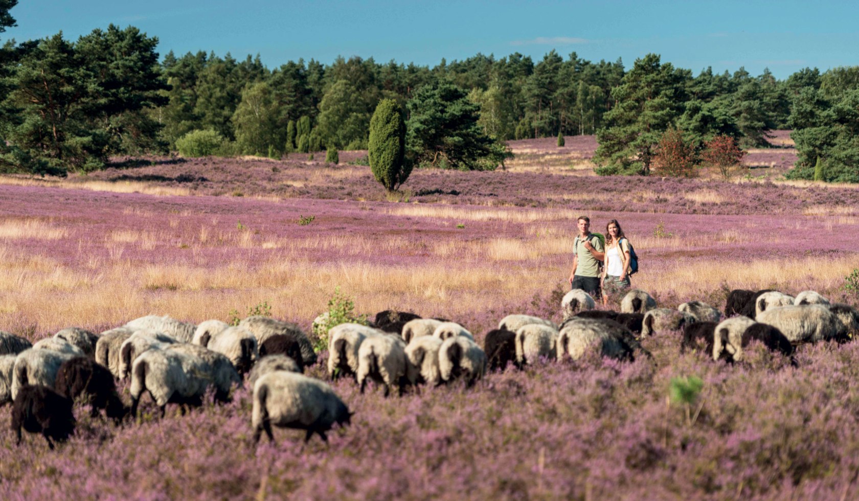 Vandring i Büsenbachtal, © Lüneburger Heide GmbH/ Dominik Ketz