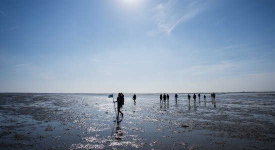 Guidet tur i vadehavet ved Harlesiel, © TourismusMarketing Niedersachsen GmbH 