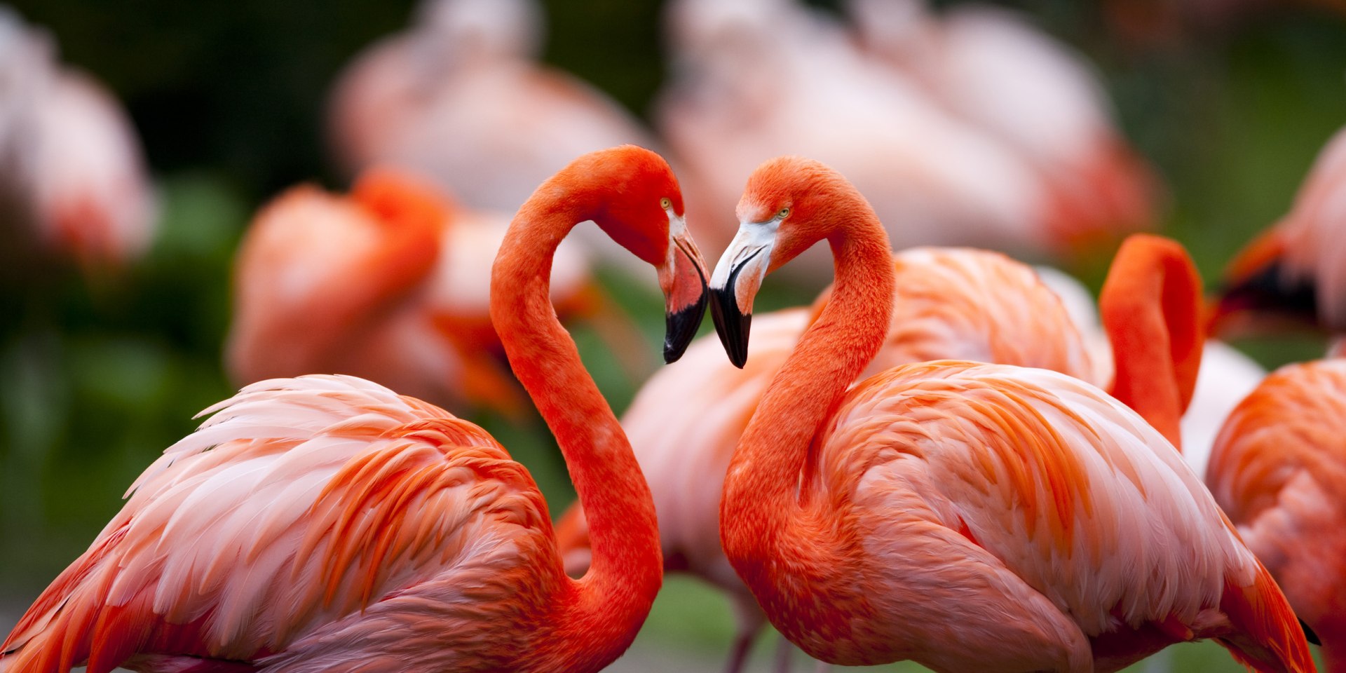 Kubaflamingo, © Weltvogelpark Walsrode