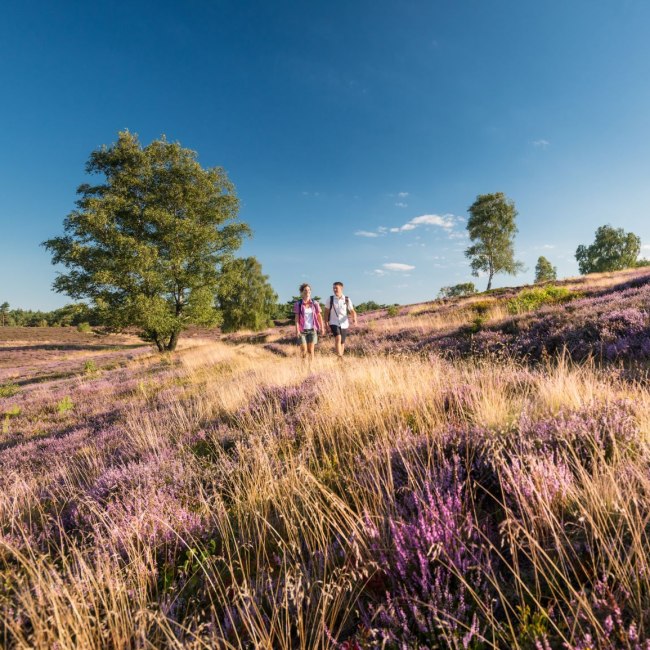 Vandreture i Lüneburger Heide, © Tourismusmarketing Niedersachsen GmbH 