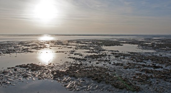 Nationalpark Vadehavet i Niedersachsen, © Nationalparkverwaltung Niedersächsisches Wattenmeer / Norbert Hecker