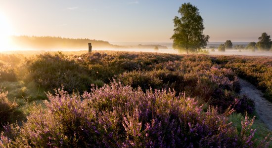Solopgang ved Wietzer Berg i Lüneburger Heide, © Lüneburger Heide GmbH 
