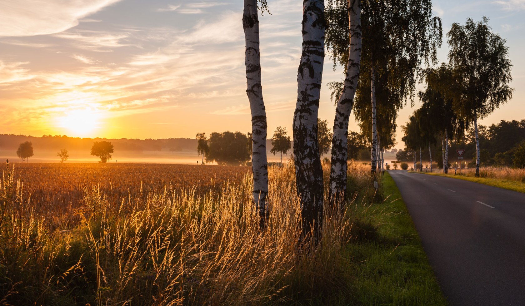 Udsigt til en solnedgang over kornmarker og bjørkevej i Uelzener-bassinet, © Lüneburger Heide GmbH/ Markus Tiemann