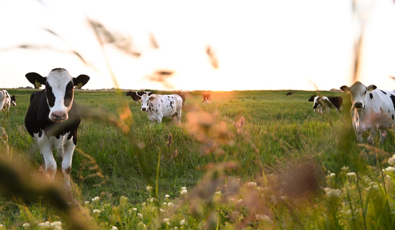 Køer på en eng i Leer, © Stadt Leer / L. Klemmer