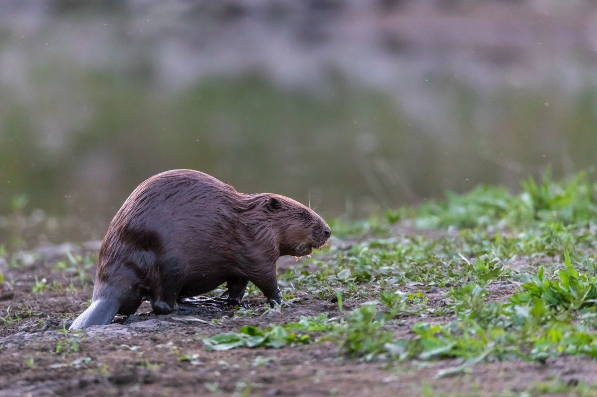 Bæver på flodbredden, © Jürgen Borris Bæver på flodbredden, © Jürgen Borris