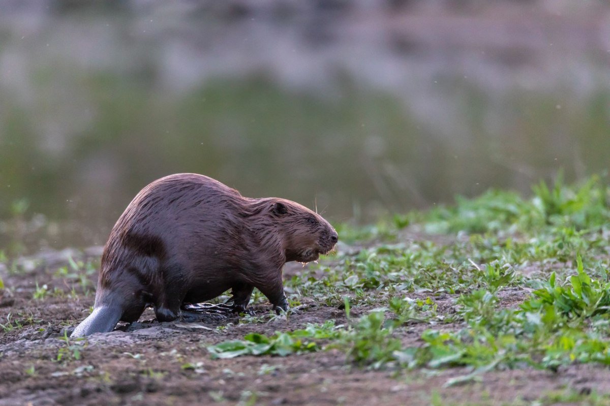 Bæver på flodbredden, © Jürgen Borris