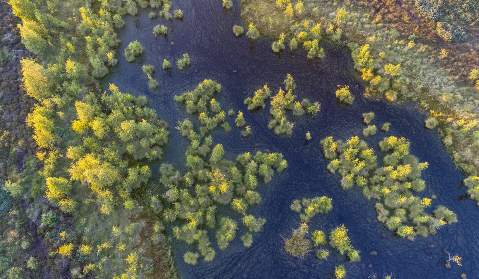 Luftfoto af Neustädter Moor nær Wagenfeld med træer og vandoverflade fra luften, © TourismusMarketing Niedersachsen GmbH / Willi Rolfes