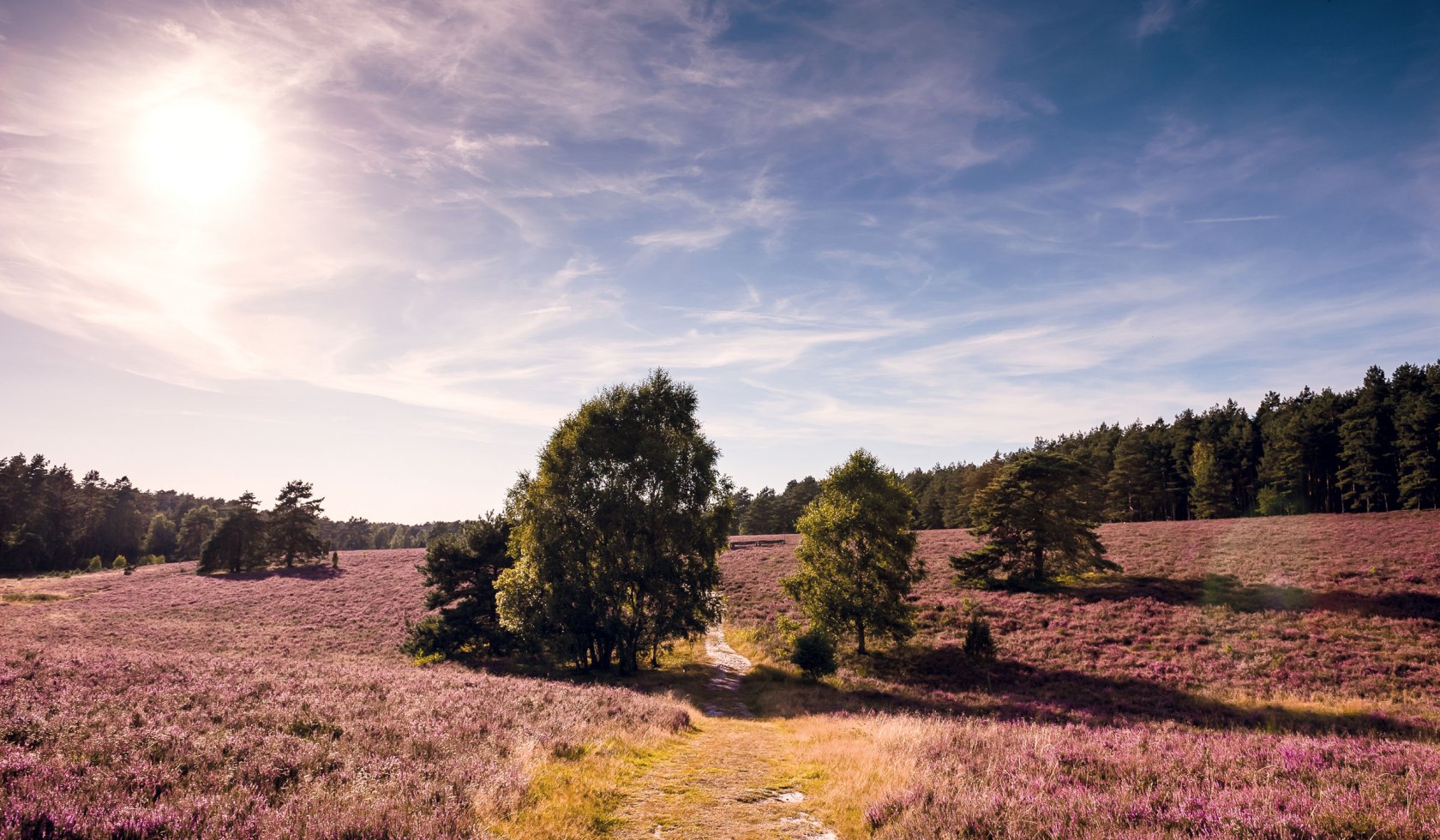 Misselhorn Heath nær Bispingen, © Lüneburger Heide GmbH / Markus Tiemann