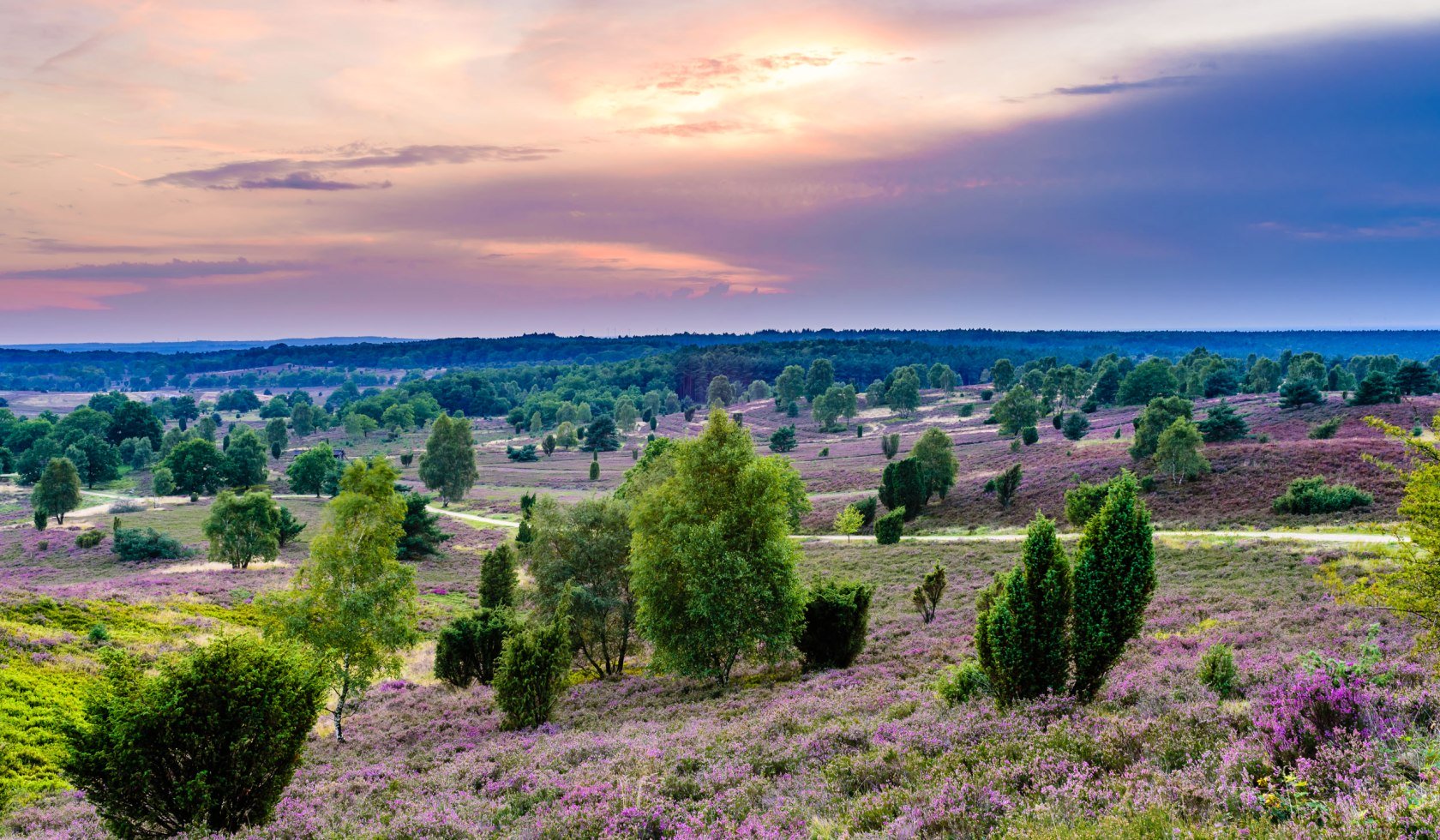 se om en blomstrende heideflaeche, © Martiem Fotografie Lüneburg, Heidekreis Lüneburger Heide/ Markus Tiemann