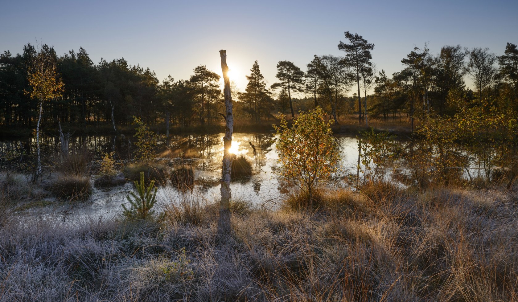 Pietzmoor nær Schneverdingen i morgenlyset med rurip på planterne, © Bildagentur Huber/ Andreas Keil