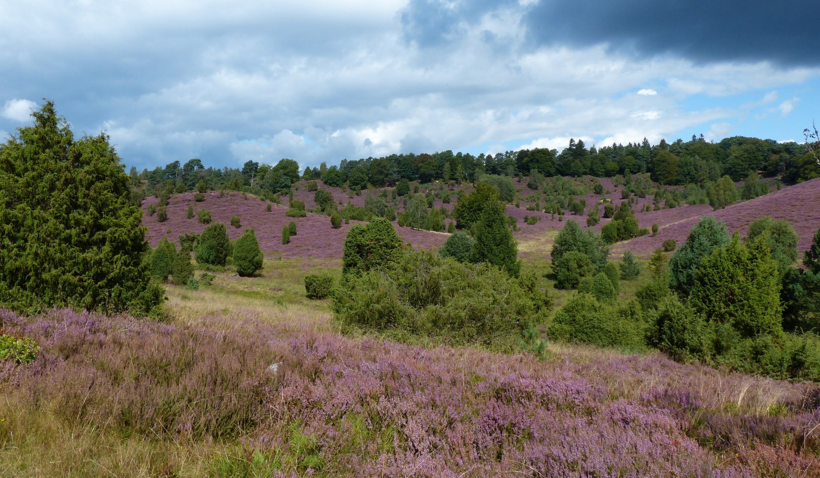  Hedeland, © Naturpark Lüneburger Heide