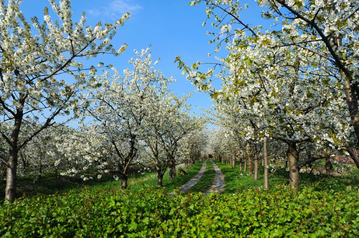 Blomstrende frugttræer, © Tourismusverband LK Stade/Elbe e. V./ Martin Elsen Blomstrende frugttræer, © Tourismusverband LK Stade/Elbe e. V./ Martin Elsen