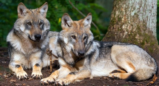 To ulve, © www.wolfcenter.de