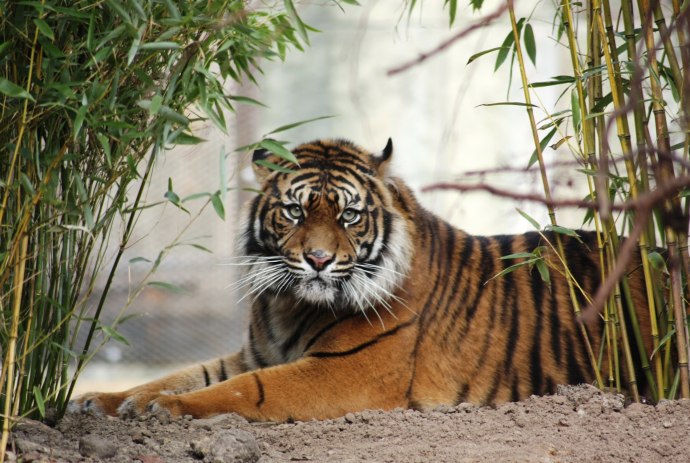 Im Zoo Osnabrück leben vom Aussterben bedrohte Sumatra-Tiger, © Zoo Osnabrück