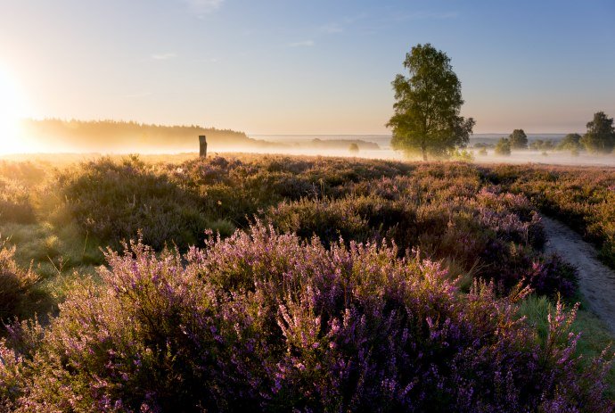 Solopgang ved Wietzer Berg i Lüneburger Heide, © Lüneburger Heide GmbH 