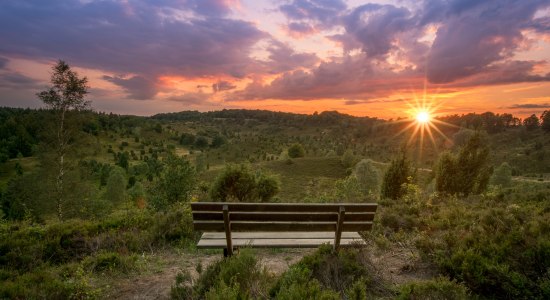 Udsigt over jorden af de døde i solnedgangen i Lüneburg Heath, © TMN/Alexander Kaßner