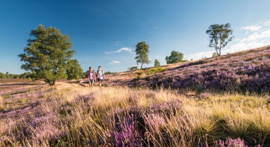 Vandreture i Lüneburger Heide, © Tourismusmarketing Niedersachsen GmbH 
