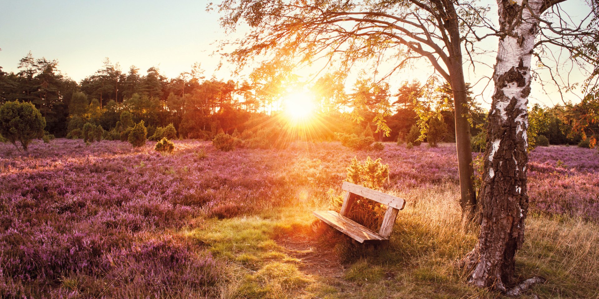 en bank i Lüneburg Hede, © Lüneburger Heide GmbH